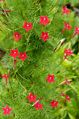 Hummingbird Cypress Vine