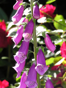 Foxglove Hummingbird Flower