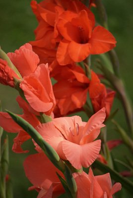 Gladiolus