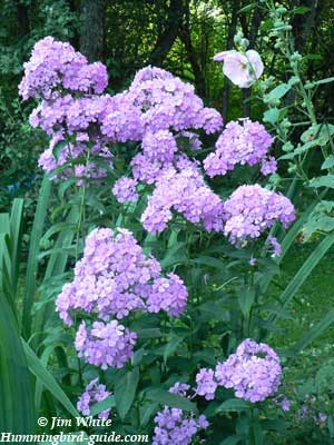 Lavender Phlox from our Hummingbird Garden