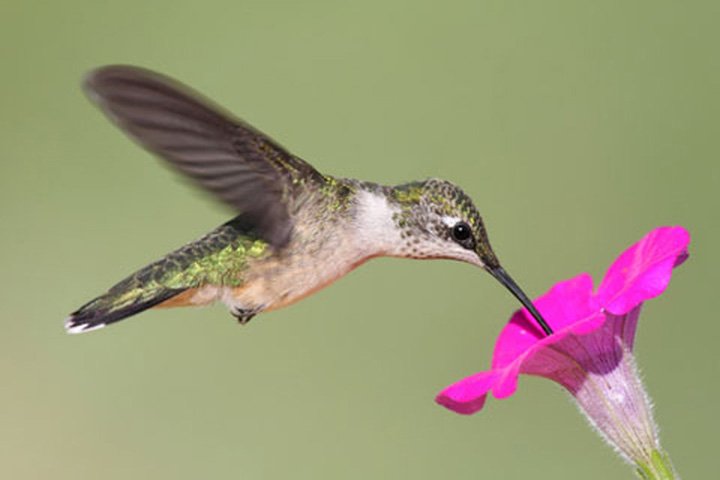 Female Ruby-throated Hummingbird at Flower