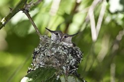 Baby Hummingbirds in Nest