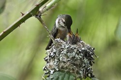 Mother Hummingbird Feeding Babies