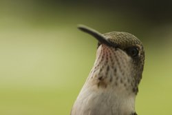 Female Ruby-throat Hummingbird