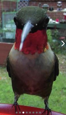 Male Ruby-throated hummingbird at feeder Male Ruby-throated hummingbird at feeder