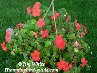 Our Hanging Impatiens Plant