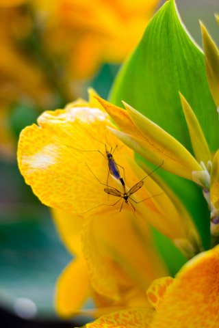 Hummingbird food from insects