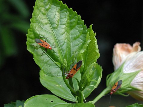 Hummingbird food from insects