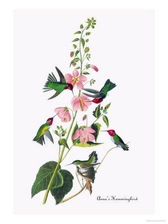 Annas Hummingbird painting by James Audubon