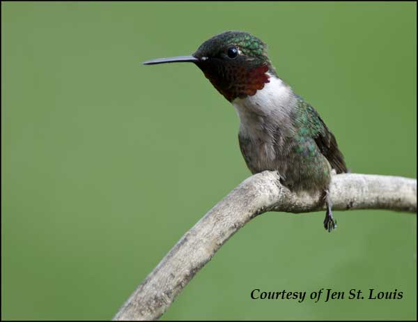 Hummingbird with Injured Leg