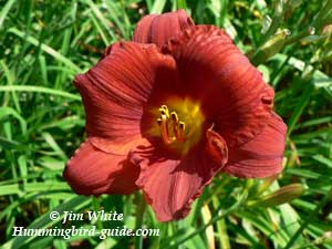 Red Day Lily from our Hummingbird Garden