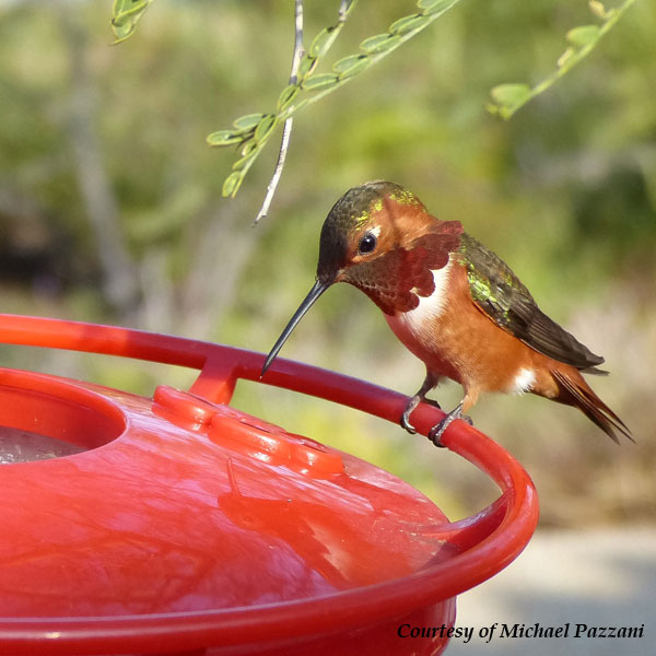 Allen's Hummingbird at Feeder