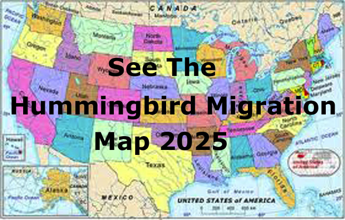 Hummingbird Migration Map 2025