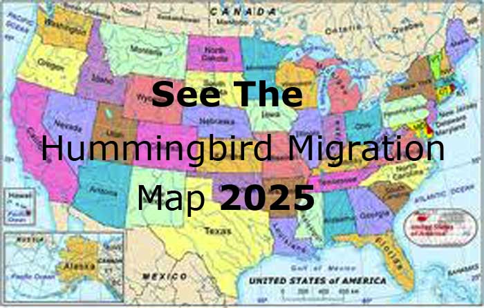 Hummingbird Migrations Map 2025