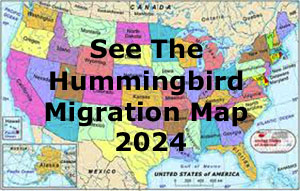 Hummingbird Migrations Map 2024