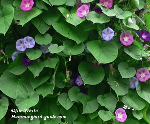 Morning Glory Cluster