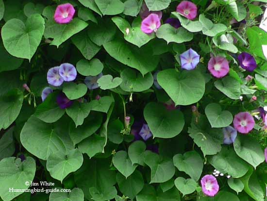 Morning Glory Cluster