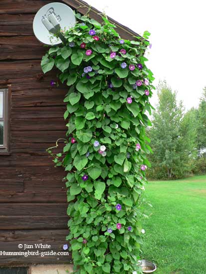 Our Morning Glory Vine