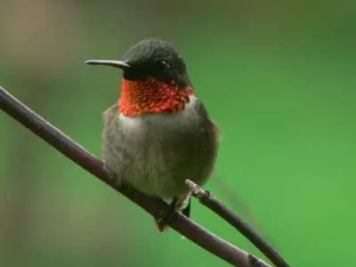 hummingbird tourism