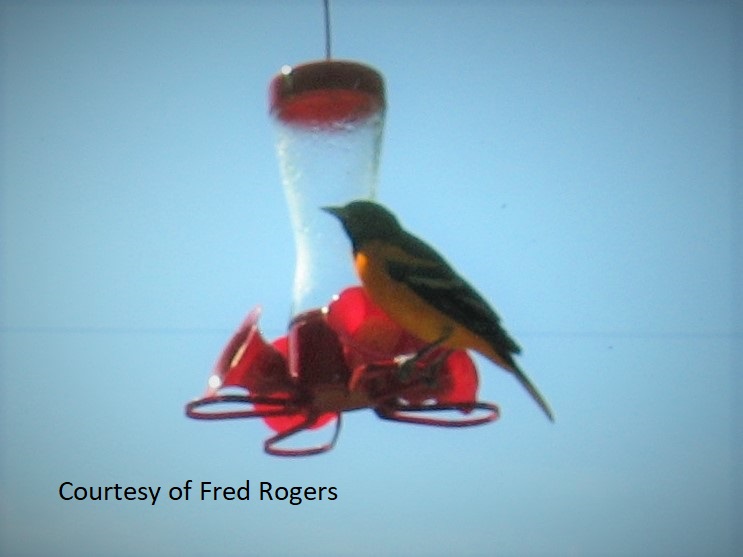 Oriole On A Hummingbird Feeder