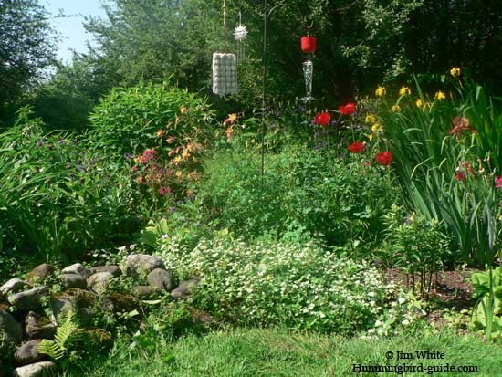 Our Hummingbird Perennial Garden 