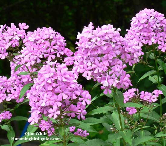 Phlox in our perennial garden for hummingbirds.