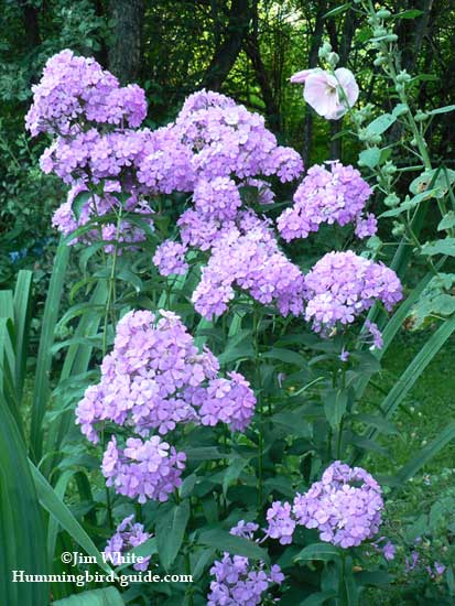 Lanender Phlox in our hummingbird perennial garden.