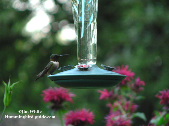 Our hummingbird garden feeder filled with homemade hummingbird food.