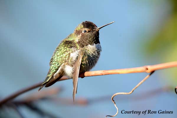 Hummingbird with Injured Wing