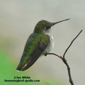 Female Ruby-throated hummingbird