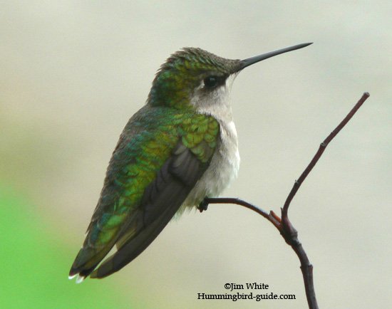 Female Ruby-throated hummingbird