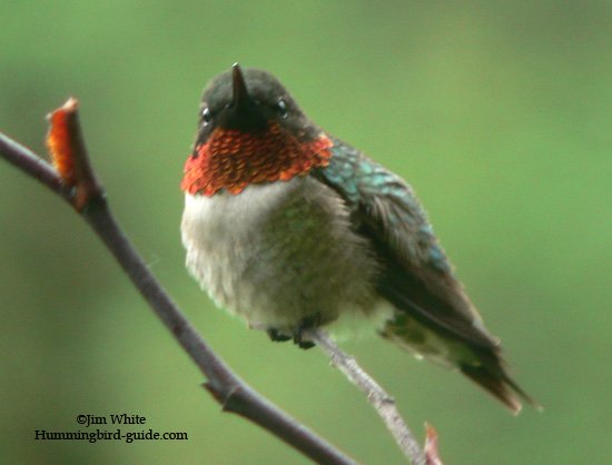 Male Ruby-throated Hummingbird on Our Rose Bush