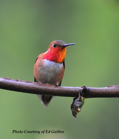 Rufous Hummingbird - Male