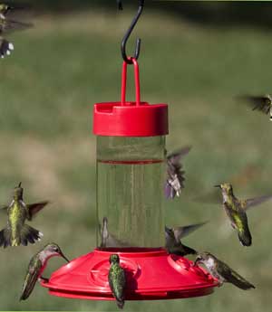 Dr. JB's Red Hummingbird Feeder