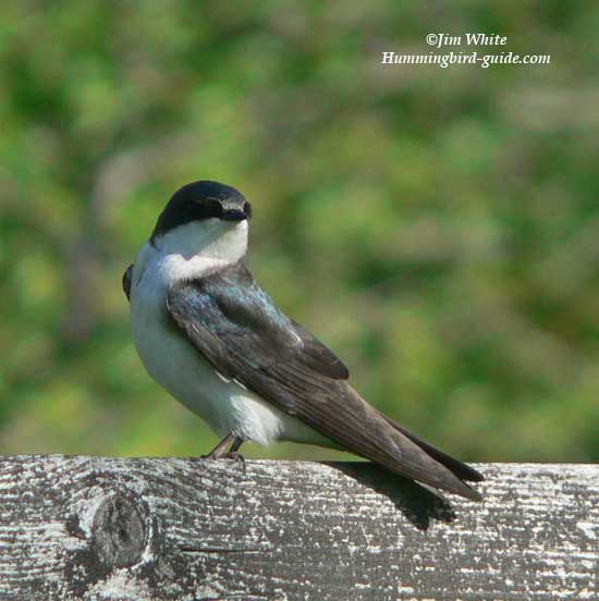 Female Tree Swallow