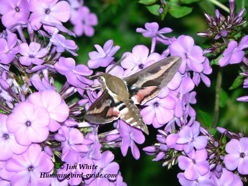 White-lined Sphinx Moth by Jim White