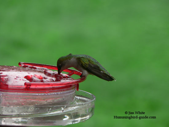 A Female Hummer at Our Window Feeder.