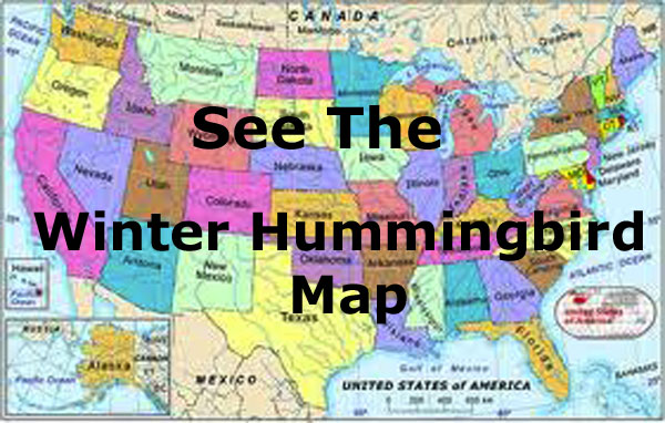 Winter Hummingbird Map Link
