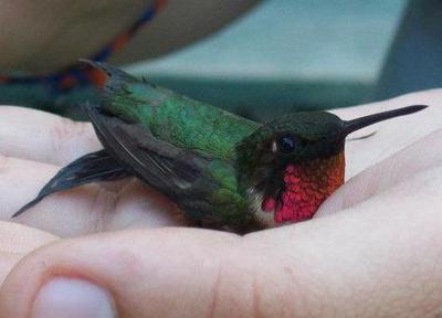 Ever catch a hummingbird?  :)