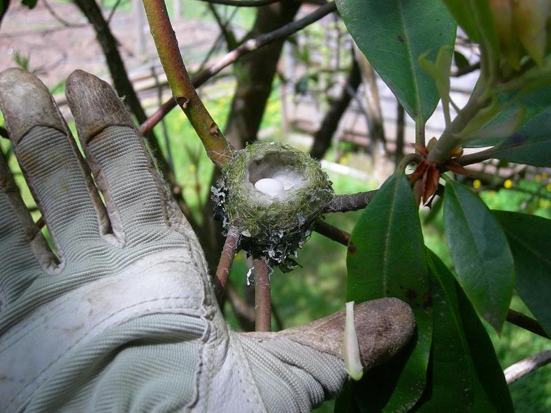 Comparison of nest, eggs and hand.