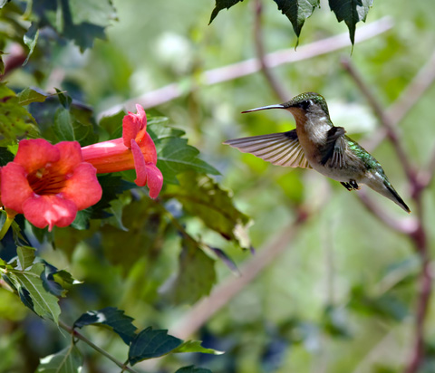 Hummingbird at a Hummingbird Vine