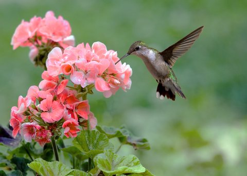 Hummingbird at Flower