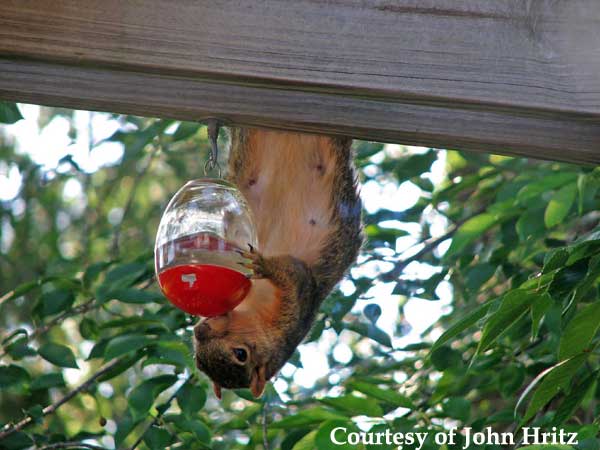 Squirrel at Hummingbird Feeder