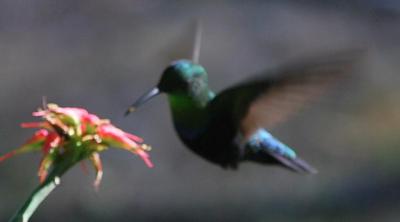 Hummingbird in flight