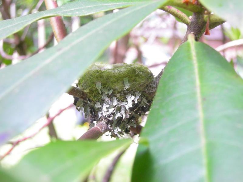 Nest on branches