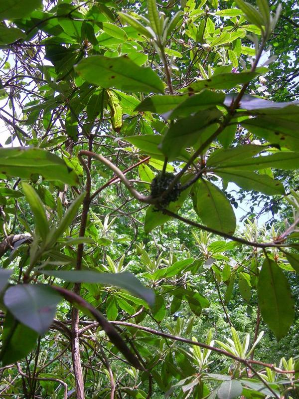 Hummingbird Nest about 8 feet up