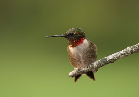 Hummingbird Perching