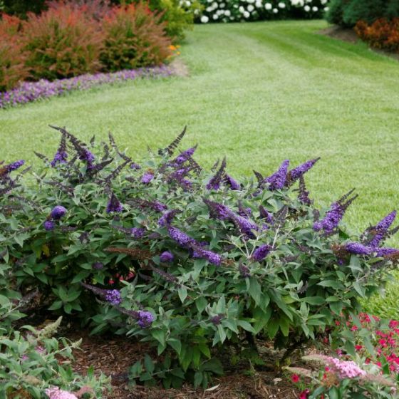 Pugster Blue Butterfly Bush