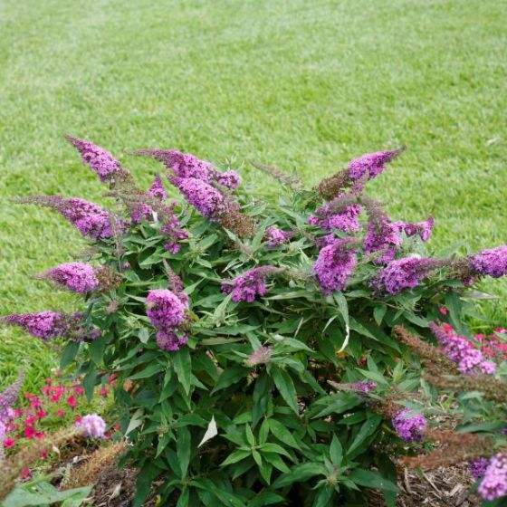 Pugster Periwinkle Butterfly Bush