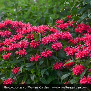 Sugar Buzz Cherry Bee Balm